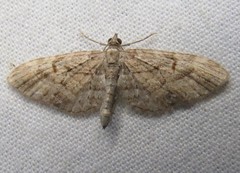 Eupithecia graefii