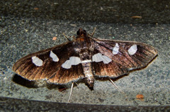 Desmia maculalis