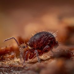 Ptenothrix palmata