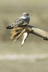 Chordeiles rupestris