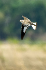 Chordeiles rupestris