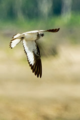 Chordeiles rupestris