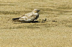 Chordeiles rupestris