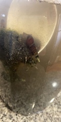 Semisulcospiridae