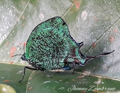 Arcas imperialis