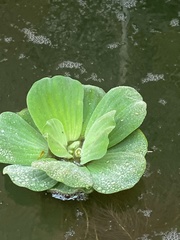 Pistia