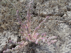 Suaeda splendens
