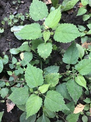 Urtica chamaedryoides