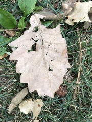 Magnoliopsida