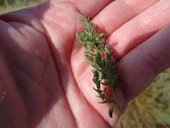 Suaeda spicata