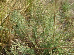 Suaeda spicata