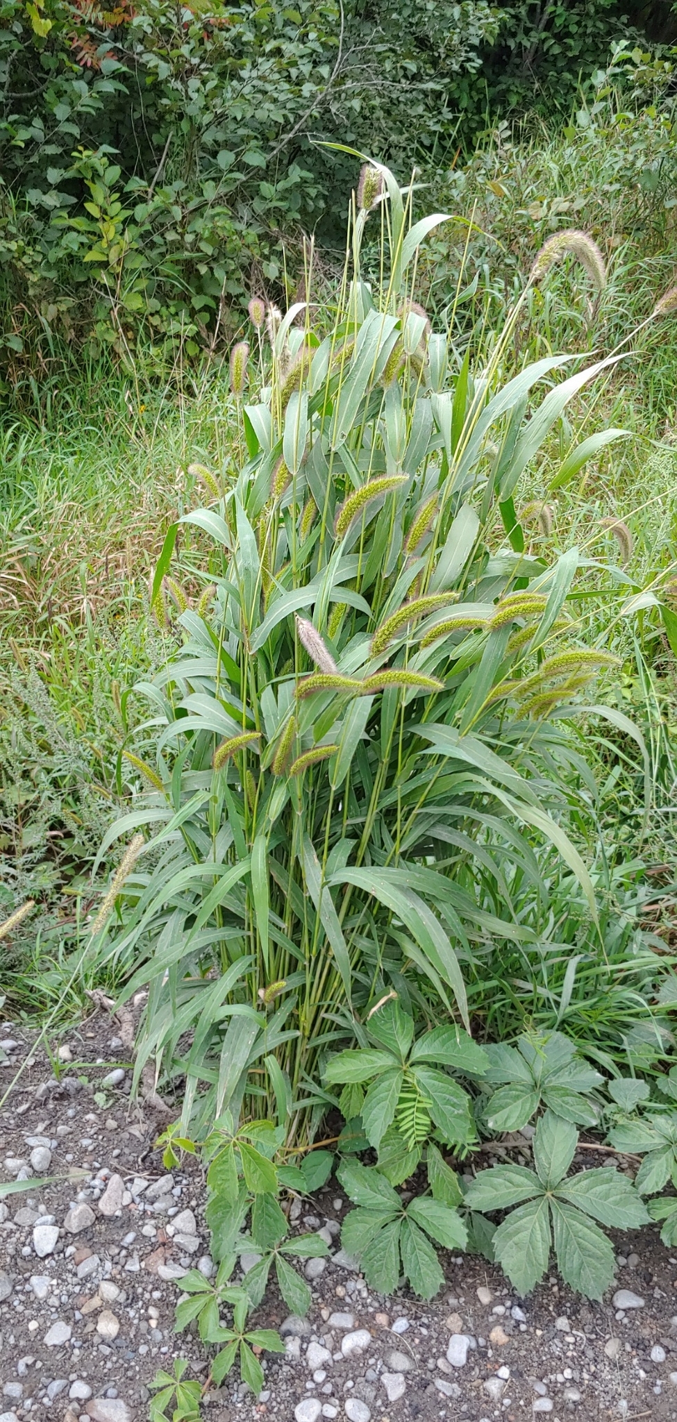 (c) Scott Ulian, certains droits réservés (CC BY-NC) https://www.inaturalist.org/observations/58896432