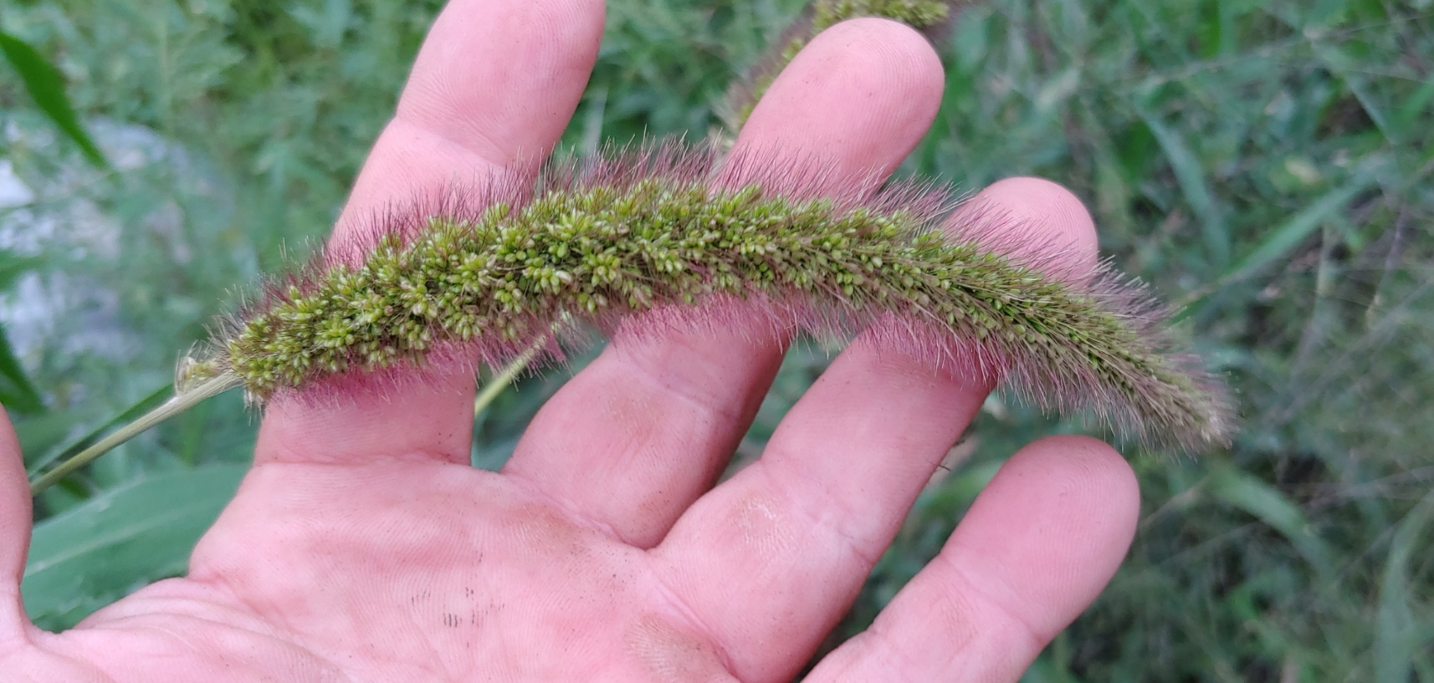 (c) Scott Ulian, certains droits réservés (CC BY-NC) https://www.inaturalist.org/observations/58896432