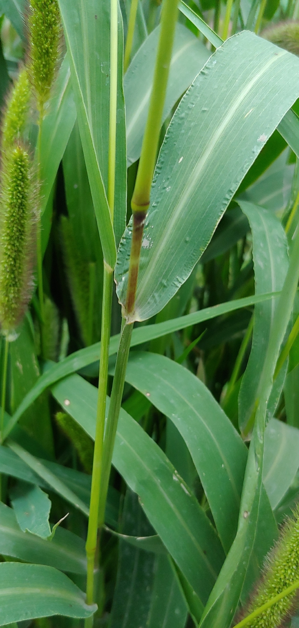 (c) Scott Ulian, certains droits réservés (CC BY-NC) https://www.inaturalist.org/observations/58896432