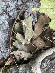 Pachypsylla celtidismamma