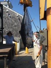 Thunnus