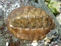 Mopalia ciliata