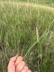 Muhlenbergia cuspidata