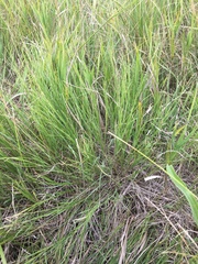 Muhlenbergia cuspidata