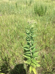 Vernonia fasciculata