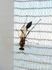 Sceliphron asiaticum