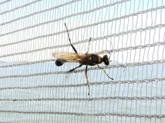 Sceliphron asiaticum