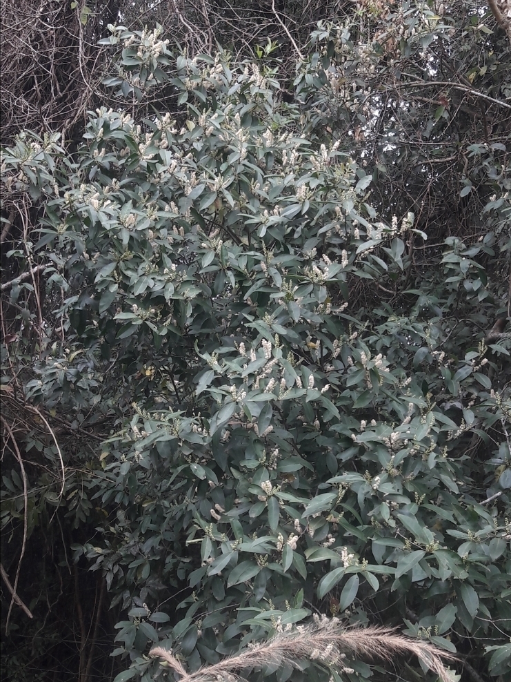 Prunus subcoriacea