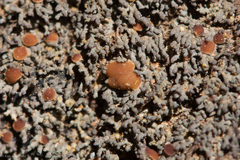 Fuscopannaria coralloidea