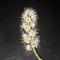Prunus subcoriacea