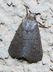 Homorthodes communis