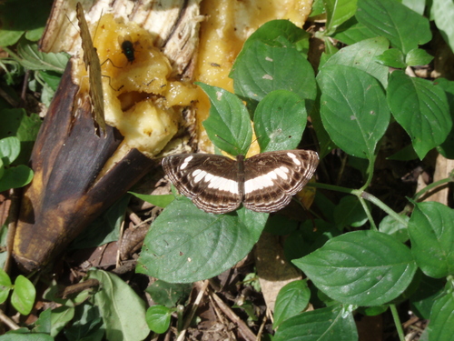 Nemetes Sailer