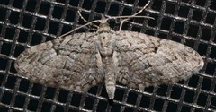 Eupithecia interruptofasciata