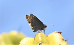 Erynnis tristis tatius