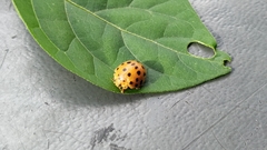 Henosepilachna vigintioctopunctata