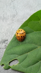 Henosepilachna vigintioctopunctata