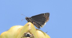 Erynnis tristis tatius