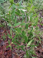 Vaccinium stenophyllum