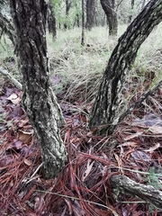 Vaccinium stenophyllum