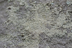 Lendemeriella reptans