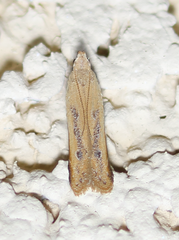 Mesophleps adustipennis