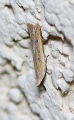 Mesophleps adustipennis