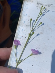 Agalinis obtusifolia