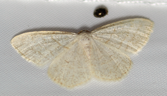 Protitame subalbaria