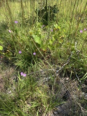 Agalinis obtusifolia
