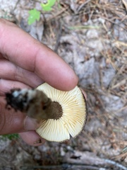 Plinthogalus