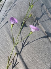 Agalinis obtusifolia