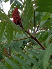 Rhus typhina