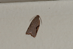 Meritastis piperata