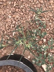 Euphorbia exstipulata