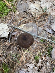 Plinthogalus
